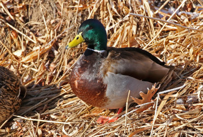 Mallard 2019-01-25