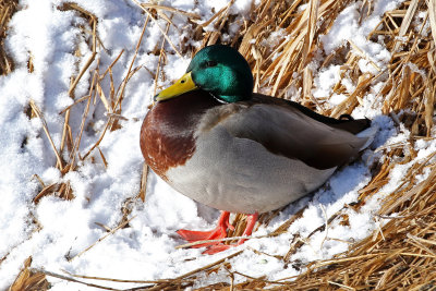 Mallard 2019-01-25