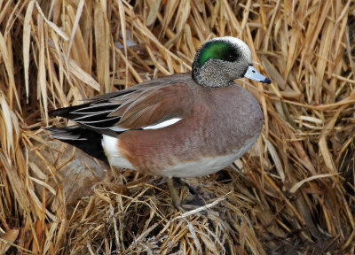 American Wigeon 2019-01-26