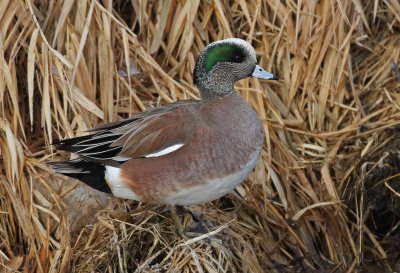 American Wigeon 2019-01-26