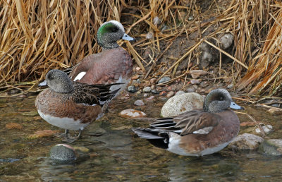 American Wigeon 2019-01-26