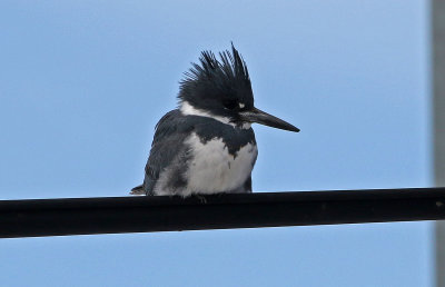 Belted Kingfisher 2019-01-26