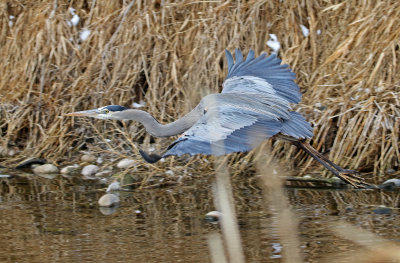Great Blue Heron 2019-01-26
