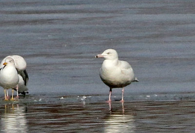 Glaucous Gull 2019-01-30
