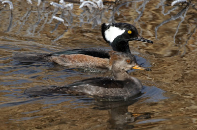 Hooded Merganser 2019-01-30