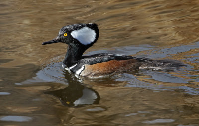 Hooded Merganser 2019-01-30