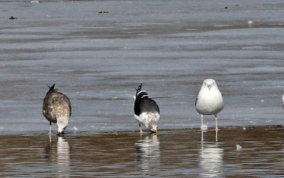 Lesser Black-backed Gull 2019-01-30