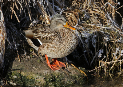 Mallard 2019-01-30