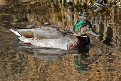 Mallard x Gadwall Hybrid 2019-01-30
