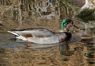 Mallard x Gadwall Hybrid 2019-01-30
