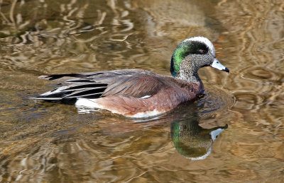 American Wigeon 2019-01-31