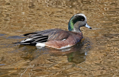 American Wigeon 2019-01-31
