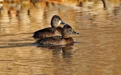 Ring-necked Duck 2019-01-31