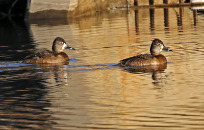 Ring-necked Duck 2019-01-31