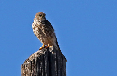 Merlin 2019-02-01