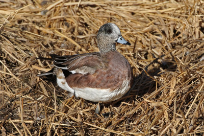 American Wigeon 2019-02-02