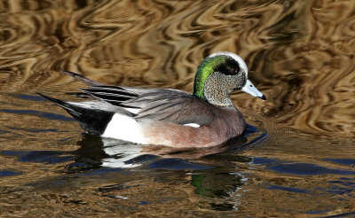 American Wigeon 2019-02-02