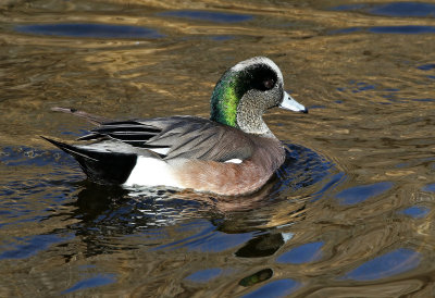 American Wigeon 2019-02-02