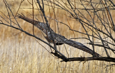 Great Horned Owl 2019-02-02