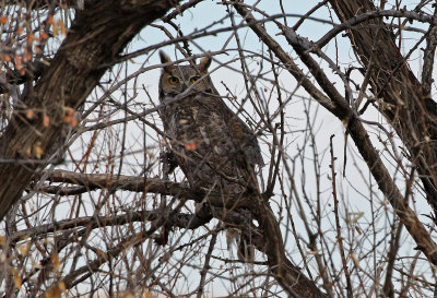 Great Horned Owl 2019-02-02