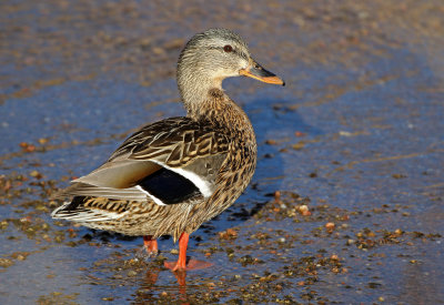 Mallard 2019-02-02