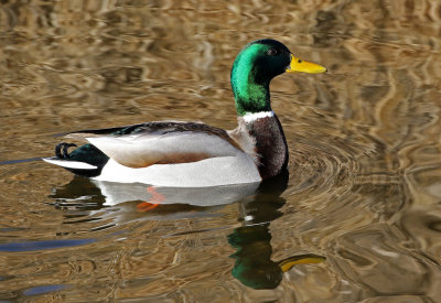 Mallard 2019-02-02