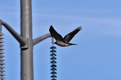 Northern Goshawk 2019-02-02