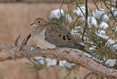 Mourning Dove 2019-02-07