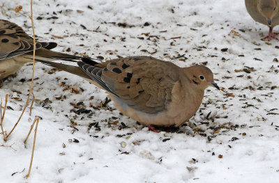 Mourning Dove 2019-02-07