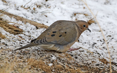 Mourning Dove 2019-02-07