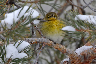 Pine Warbler 2019-02-07