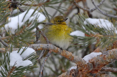 Pine Warbler 2019-02-07