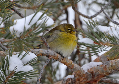Pine Warbler 2019-02-07