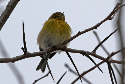 Pine Warbler 2019-02-07