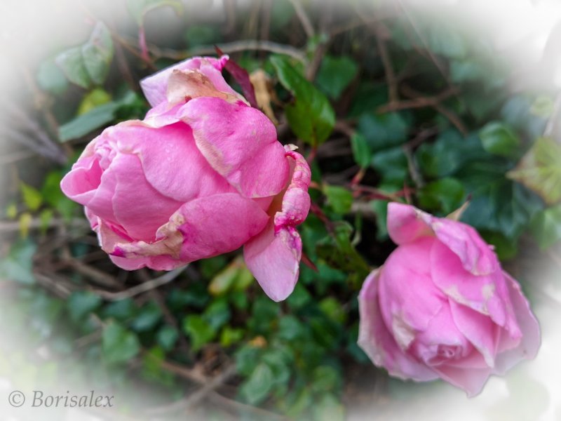 Winter Roses