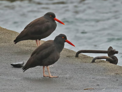 181216 Black Oystercatcher 6580.jpg