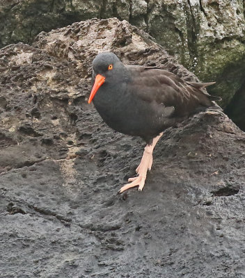 181216 Black Oystercatcher 6595.jpg