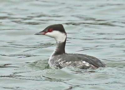 181216 Horned Grebe 6641.jpg