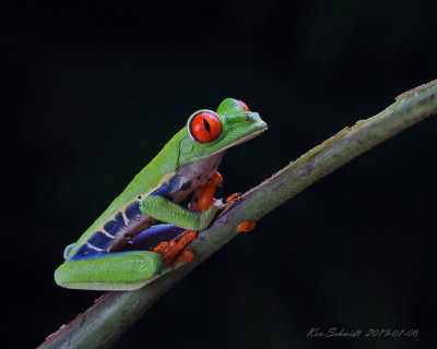 Red-eyed Frog