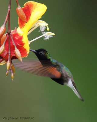 Blackbellied Hummingbird,male