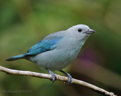 Bluegray Tanager