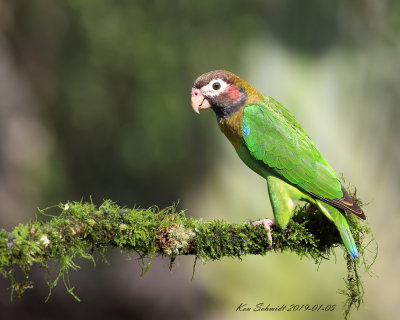 Brown-hooded Parrot