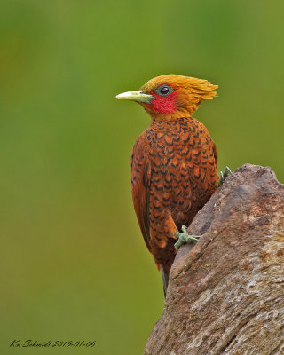 Chestnut-colored Woodpecker,male