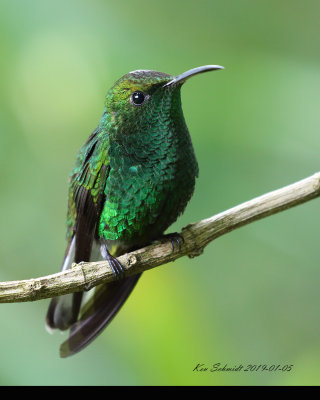 Coppery-headed Emerald Hummingbird