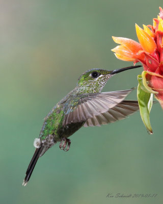Greencrowned-Brilliant,female Hummingbird