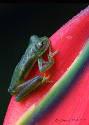 Nice green frog