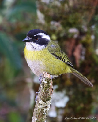 Sooty-capped-Bush Tanager