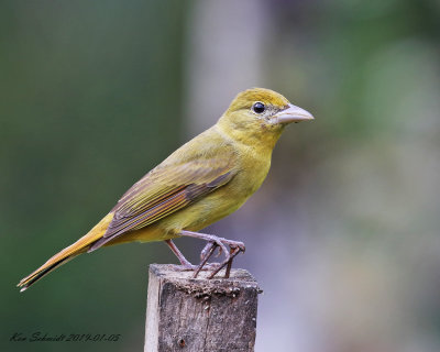 Summer Tanager,female