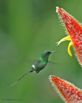 Green-Thorntail ,male Hummingbird