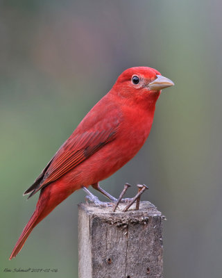 Summer Tanager,male
